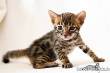 Bengal Cat Sachsen